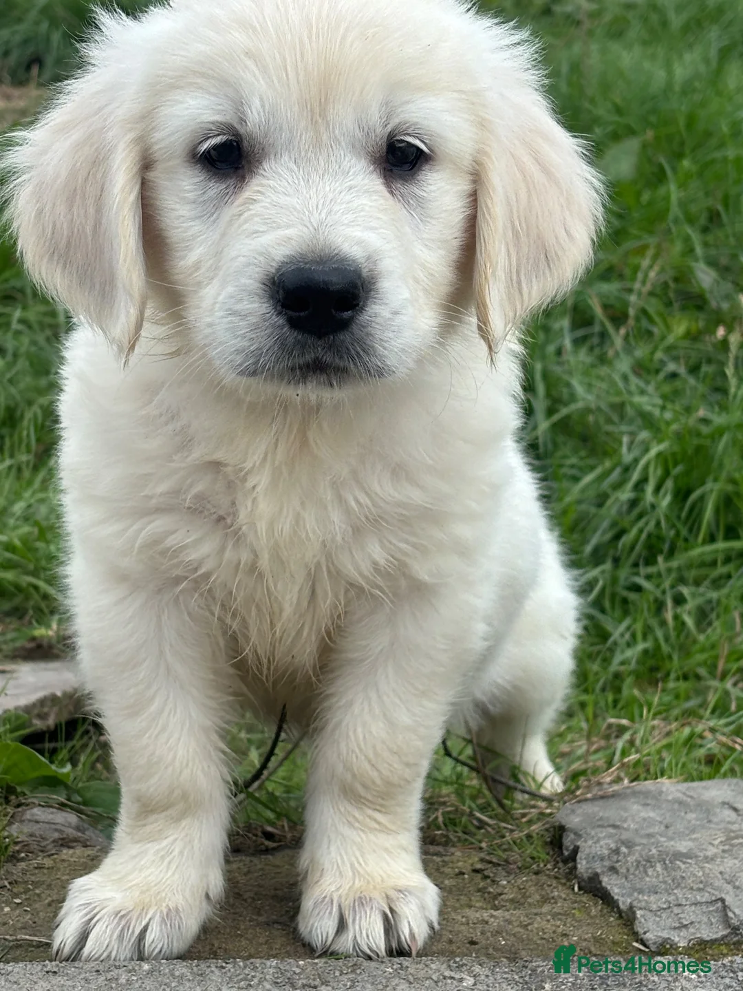 Golden Retriever dogs for sale: Kc golden retriever pups health tested parents - Advert 1