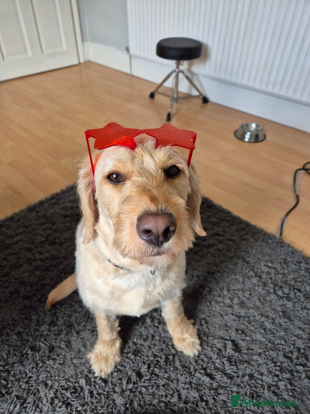 Labradoodle dogs for sale: Maple the Labradoodle - Advert 1