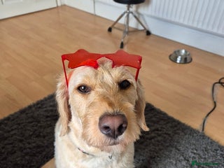 Labradoodle dogs Maple the Labradoodle - Advert 1