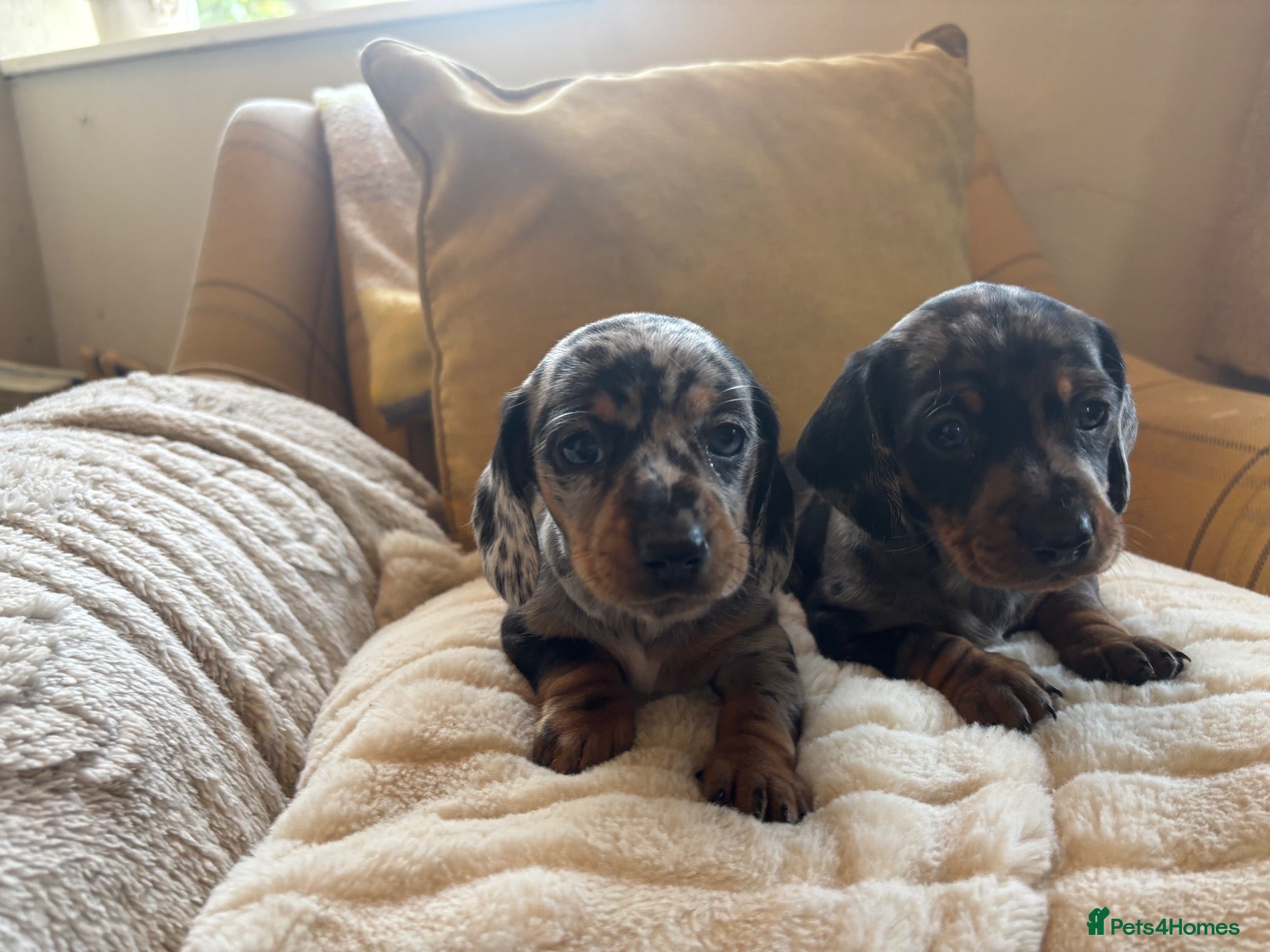Miniature Dachshund dogs 1 left ! Gorgeous Miniature Dachshund puppies - Advert 6
