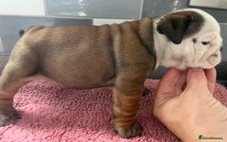 English Bulldog dogs for sale:  champion rosebull his royal highness puppies - Image 27