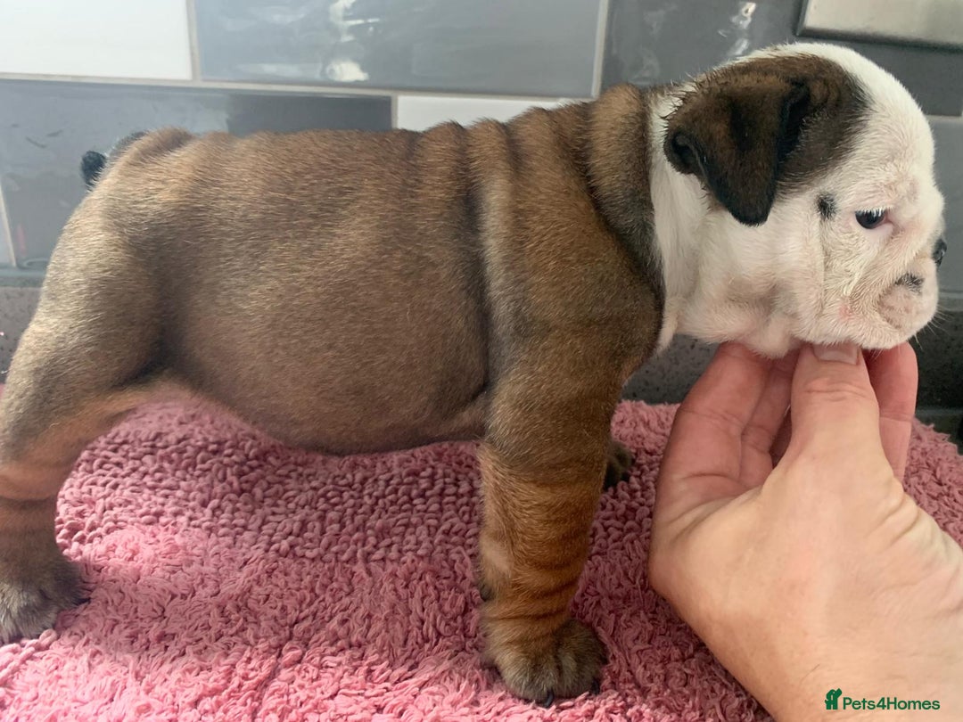 English Bulldog dogs for sale:  champion rosebull his royal highness puppies - Image 27