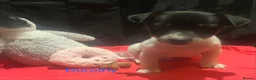 Jack Russell dogs for sale: Miniature Jack Russell  - Advert 11