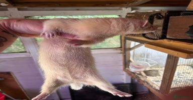 Ferret rodents - Advert 2
