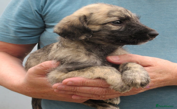 Lurcher dogs - Advert 3