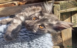 Maine Coon cats for sale: *PRICE DROP* ONLY 1 GIRL LEFT!!! *READY NOW* GCCF! in Alfreton - Image 17