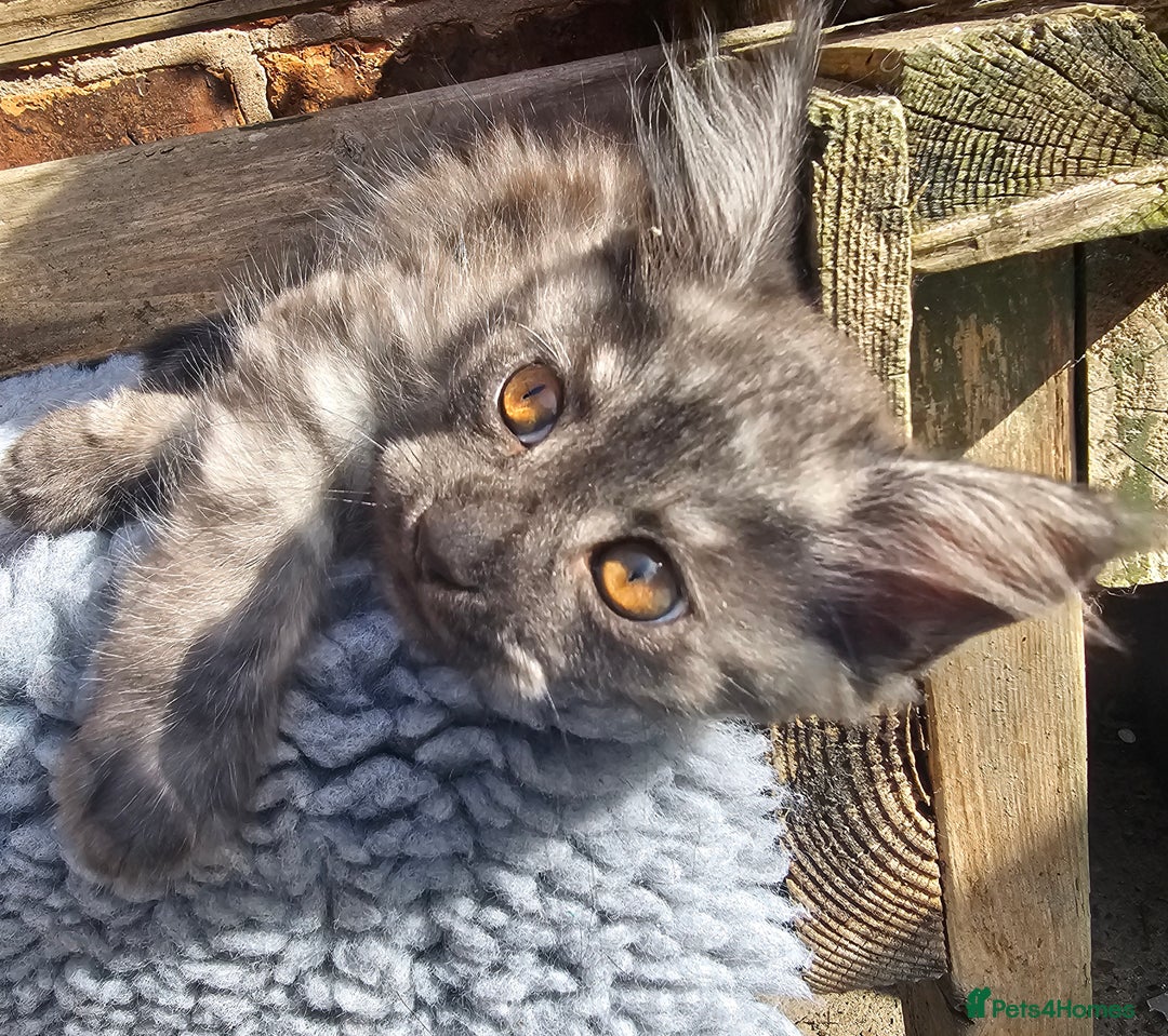 Maine Coon cats for sale: *PRICE DROP* ONLY 1 GIRL LEFT!!! *READY NOW* GCCF! in Alfreton - Image 17