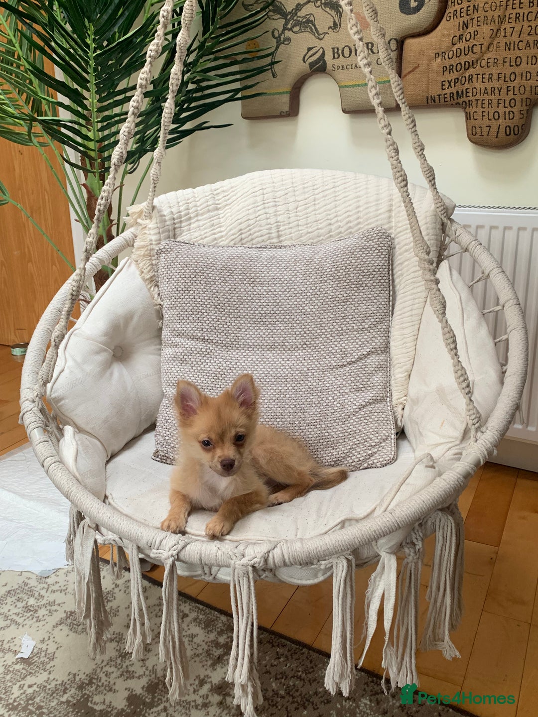 Pomchi dogs for sale: Very cute Pomchis - Image 6