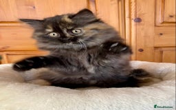 British Longhair cats for sale: Champion line kittens with excellent pedigrees - Image 21