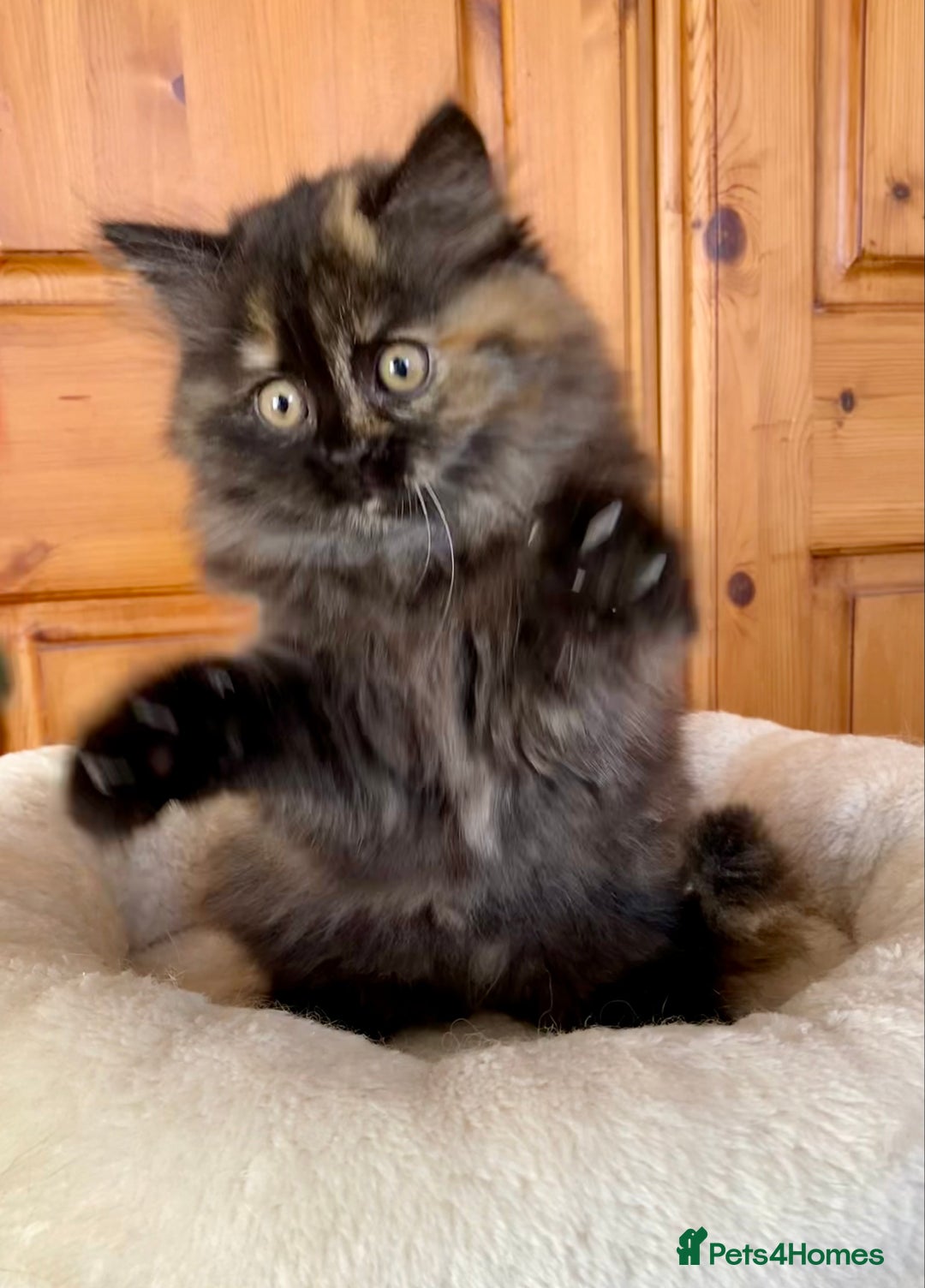 British Longhair cats for sale: Champion line kittens with excellent pedigrees - Image 21