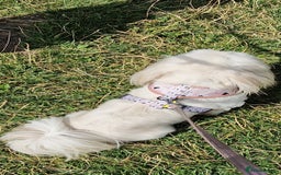 Shih Tzu dogs for sale: Shih Tzu  - Image 6