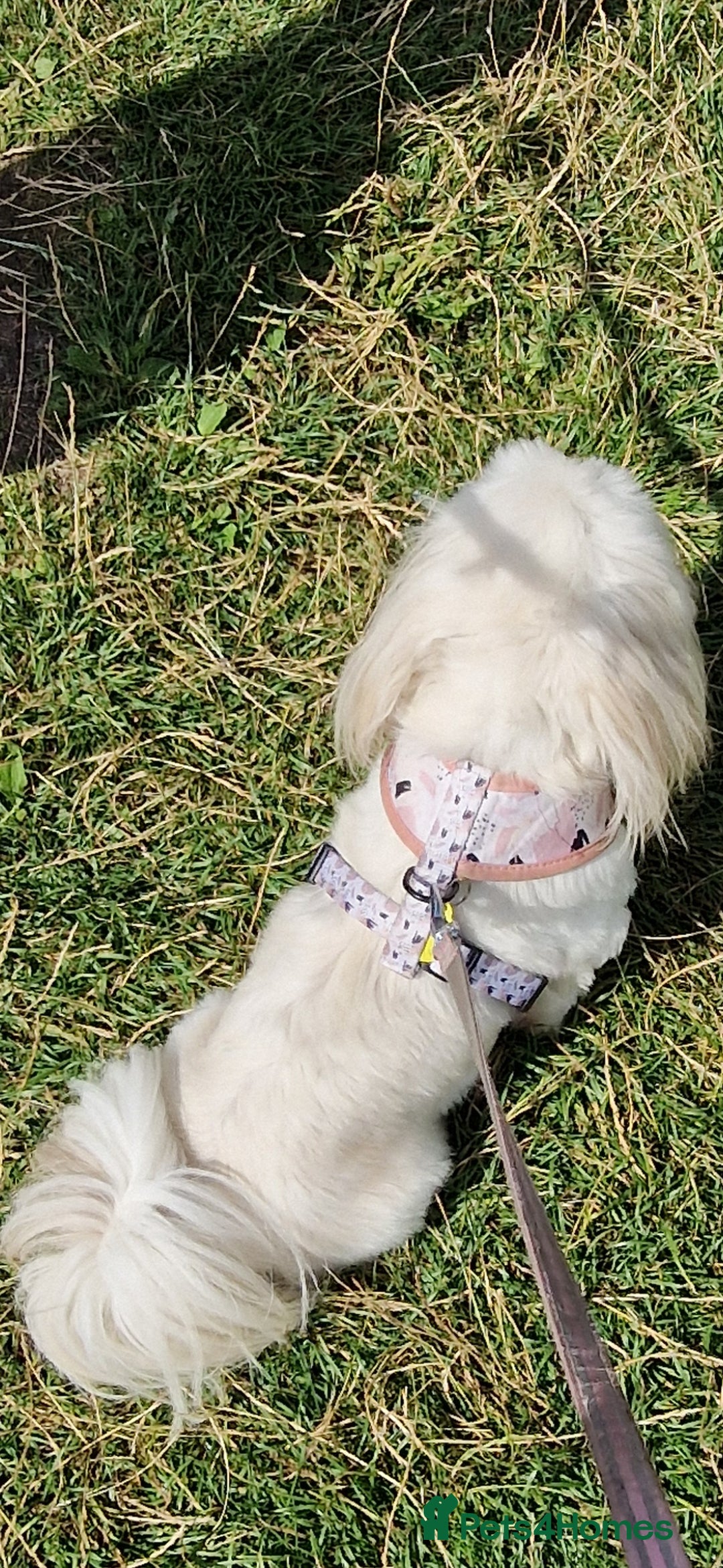 Shih Tzu dogs for sale: Shih Tzu  - Image 6