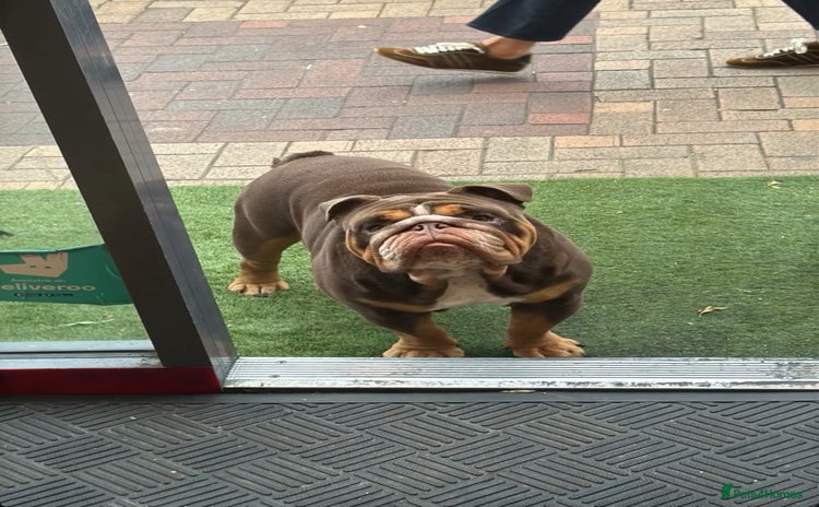 English Bulldog dogs in London - Advert 2