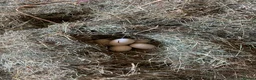 Geese poultry for sale: Free Range Emden Geese Hatching Eggs - Advert 1