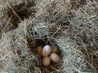 Geese poultry Free Range Emden Geese Hatching Eggs - Advert 1