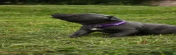 Staffordshire Bull Terrier dogs for sale: Blue KC Registered staffordshire bull terriers  - Advert 14