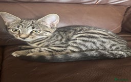 Asian cats for sale: Beautiful gray with black lines kitten - Image 1