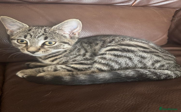 Asian cats - Advert 1