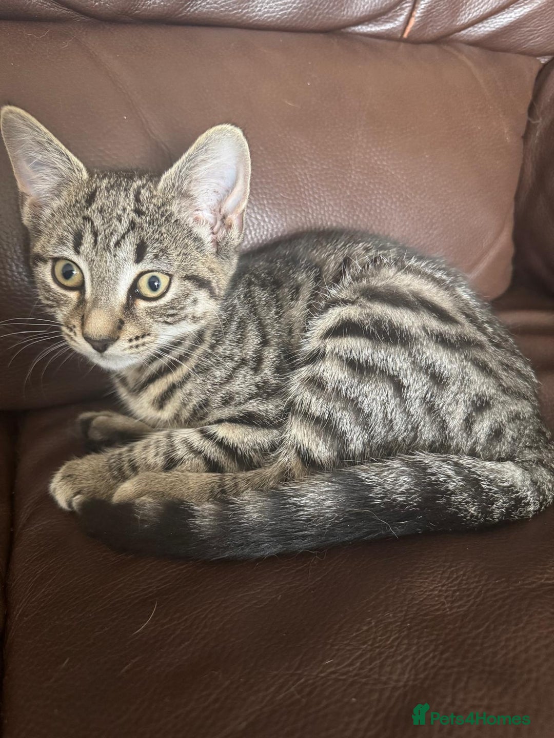 Asian cats for sale: Beautiful gray with black lines kitten - Image 1