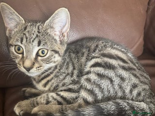 Asian cats - Advert 1