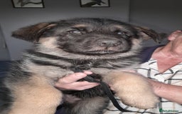 German Shepherd dogs for sale: German shepherd puppies  - Image 1