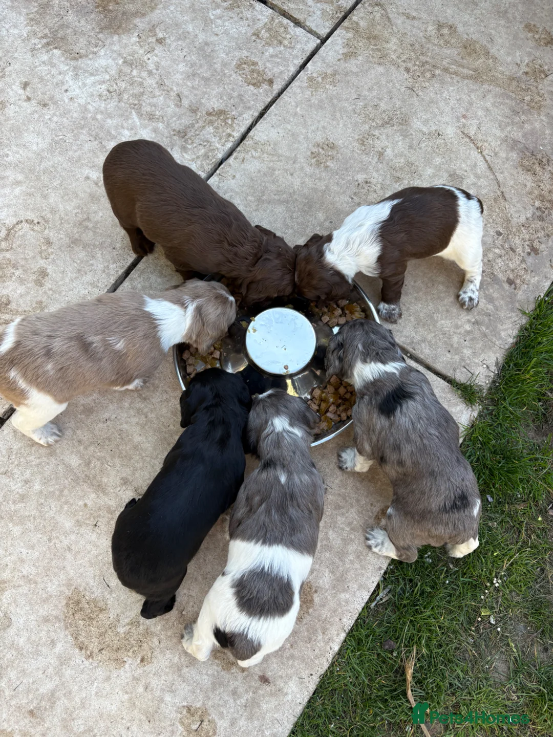 Sprocker dogs for sale: Working sprocker puppies  - Advert 15