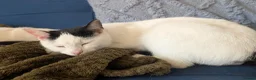 Domestic Shorthair cats for sale: 2 female kittens - Advert 11