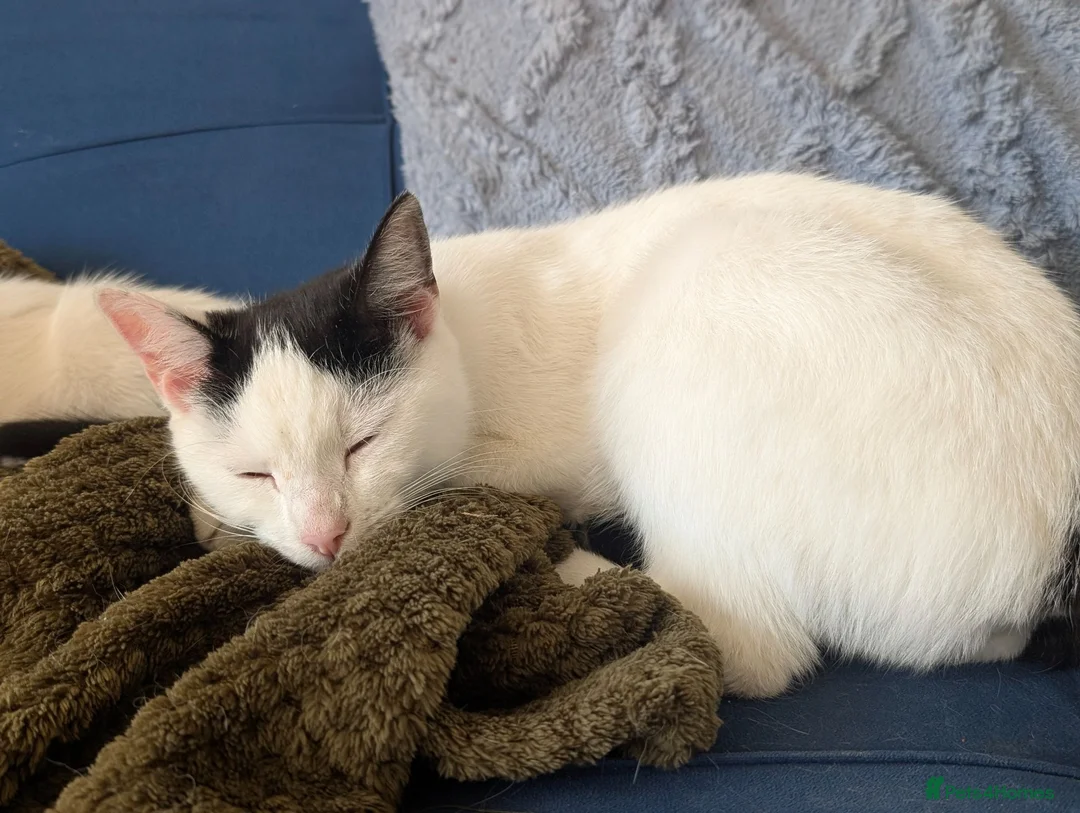 Domestic Shorthair cats for sale: 2 female kittens - Advert 11
