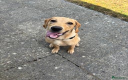 Labrador Retriever dogs for sale: Trigger  - Image 1