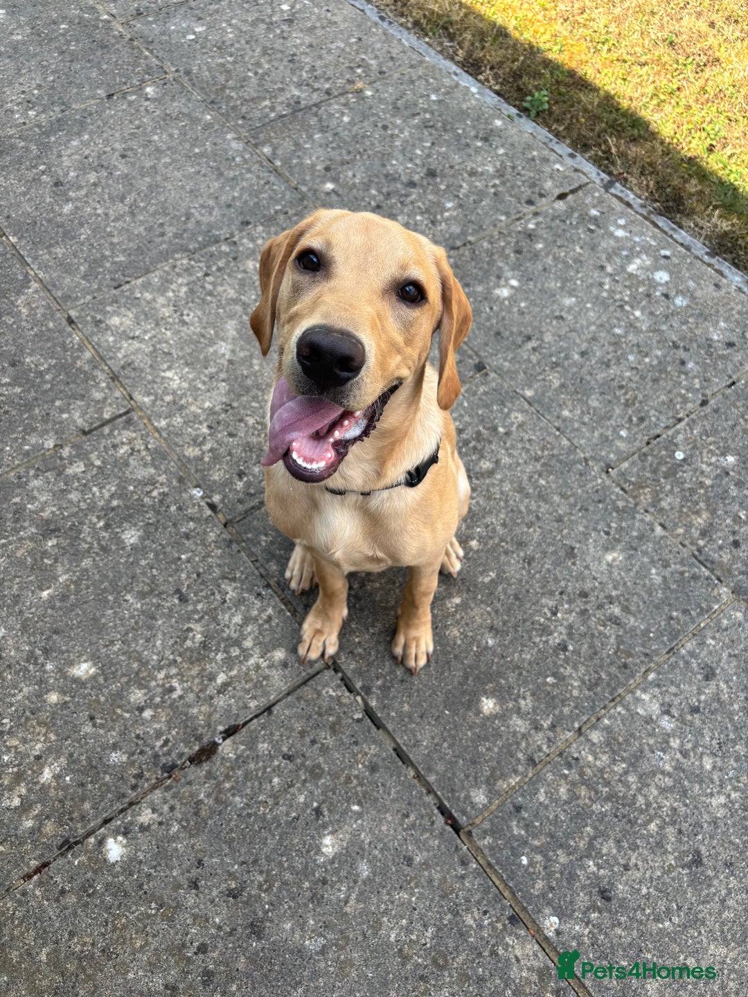 Labrador Retriever dogs for sale: Trigger  - Image 1