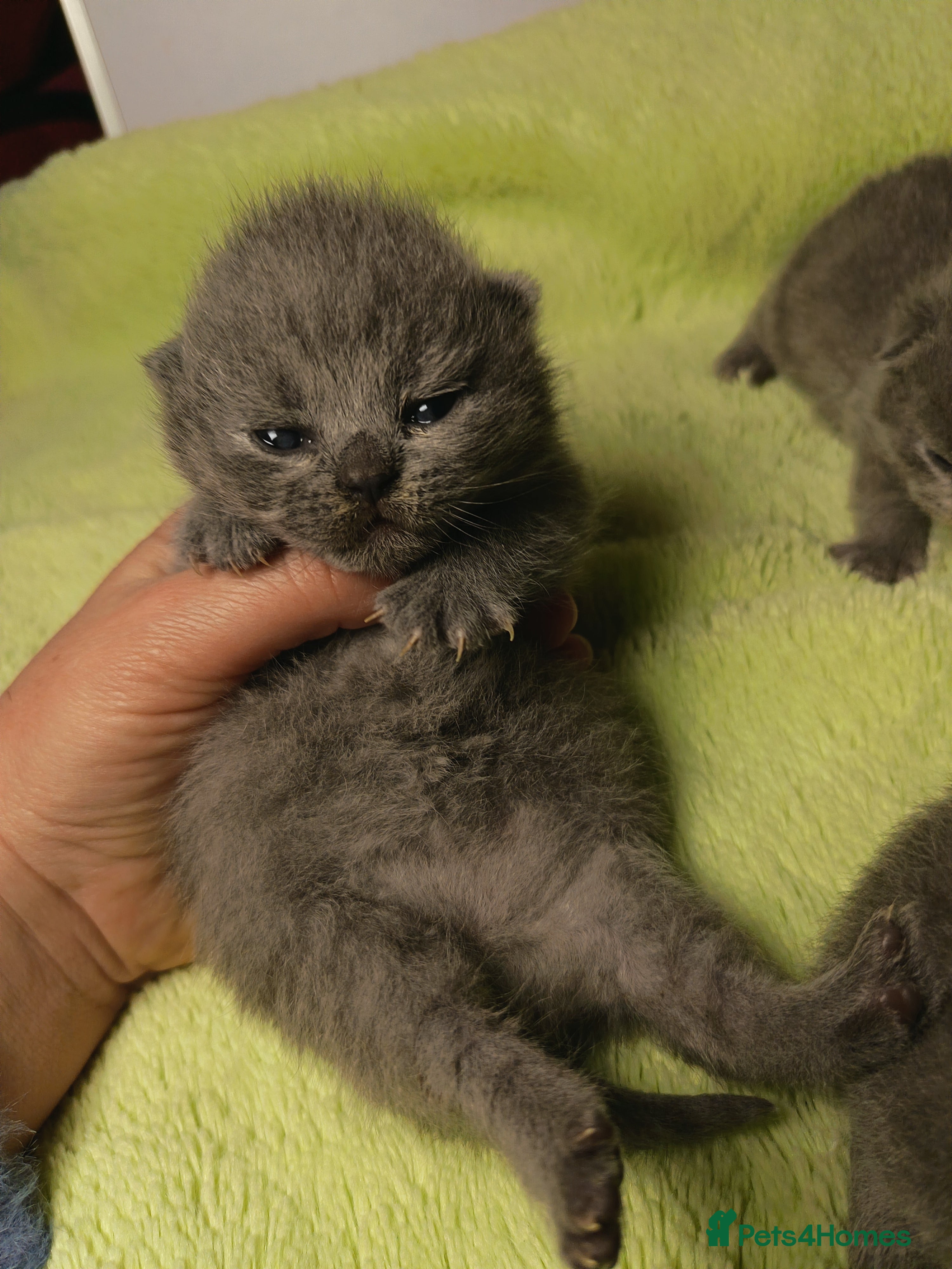 British Shorthair cats Gccf registered blue BSH kittens - Advert 9