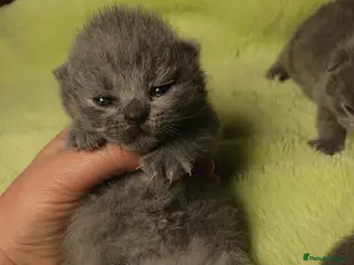 British Shorthair cats Gccf registered blue BSH kittens - Advert 9