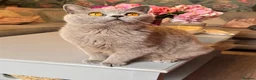 British Shorthair cats for sale: Gorgeous friendly GCCF BSH Kittens - Advert 6