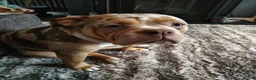 Olde English Bulldogge dogs for sale: Old English Bulldogge  - Advert 2