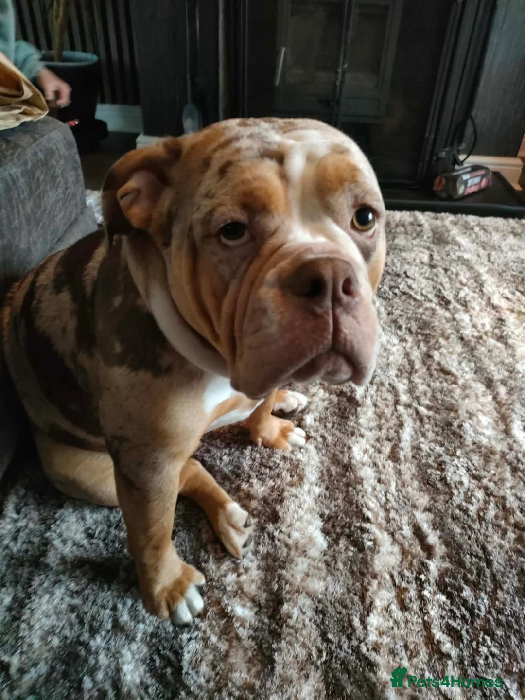 Olde English Bulldogge dogs for sale: Old English Bulldogge  - Advert 2
