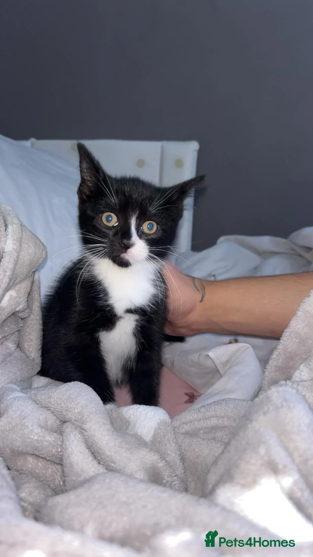 Mixed Breed cats for sale: Kitten  in Stoke-on-Trent - Advert 3