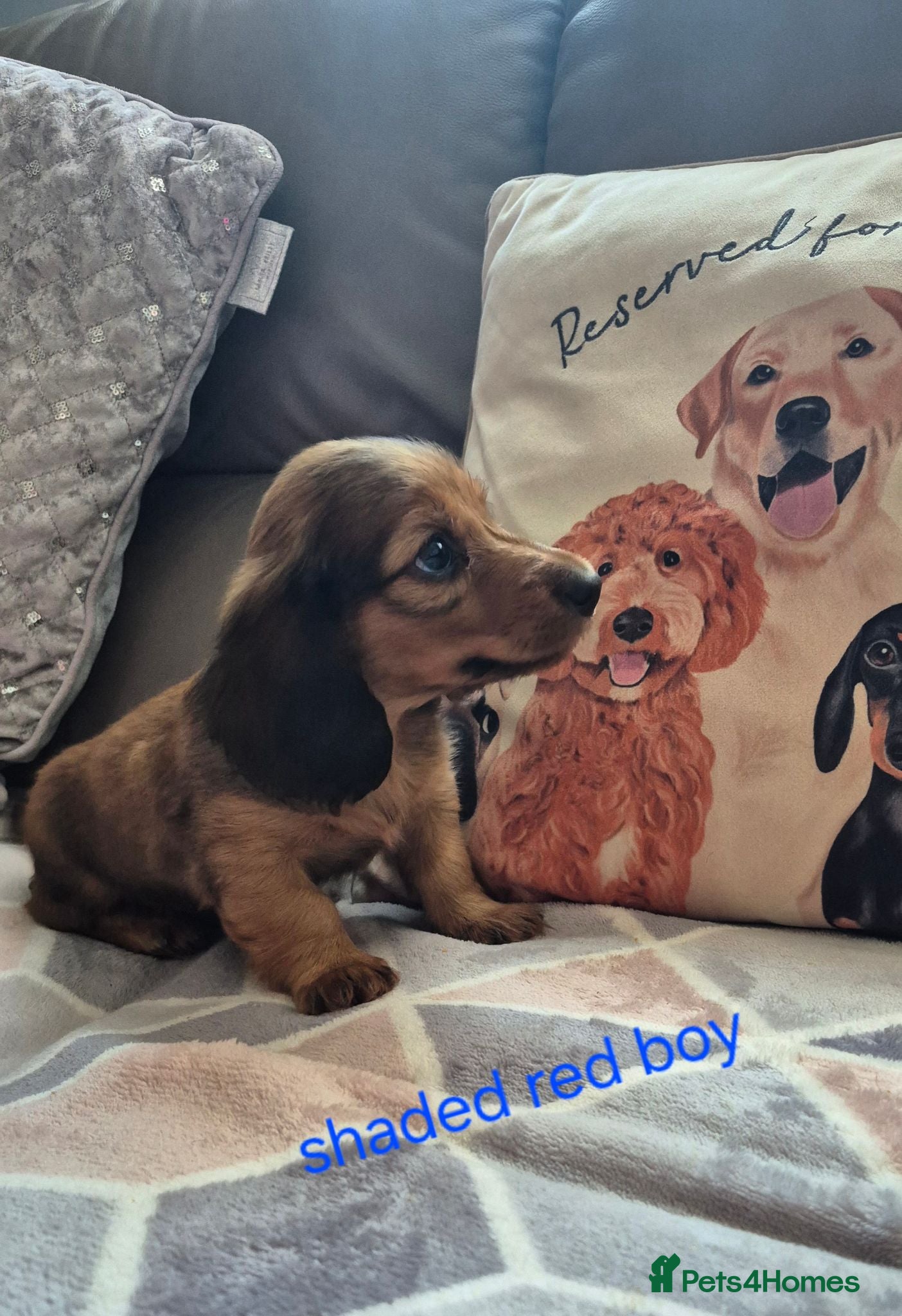 Dachshund dogs  Stunning Miniature longhaired dachshund puppies  - Advert 2