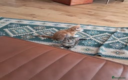 European cats for sale: 2x male kittens - Image 3