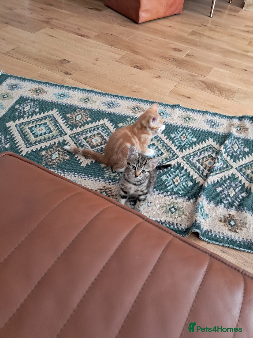European cats for sale: 2x male kittens - Image 3