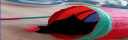 Mixed Breed cats for adoption: Beautiful Brothers Looking for Their Forever Home  - Advert 5
