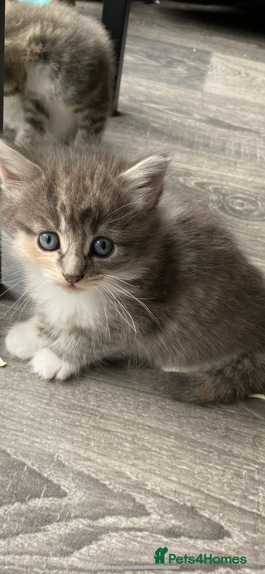 Mixed Breed cats for sale: 5 absolutely stunning kittens  - Advert 1