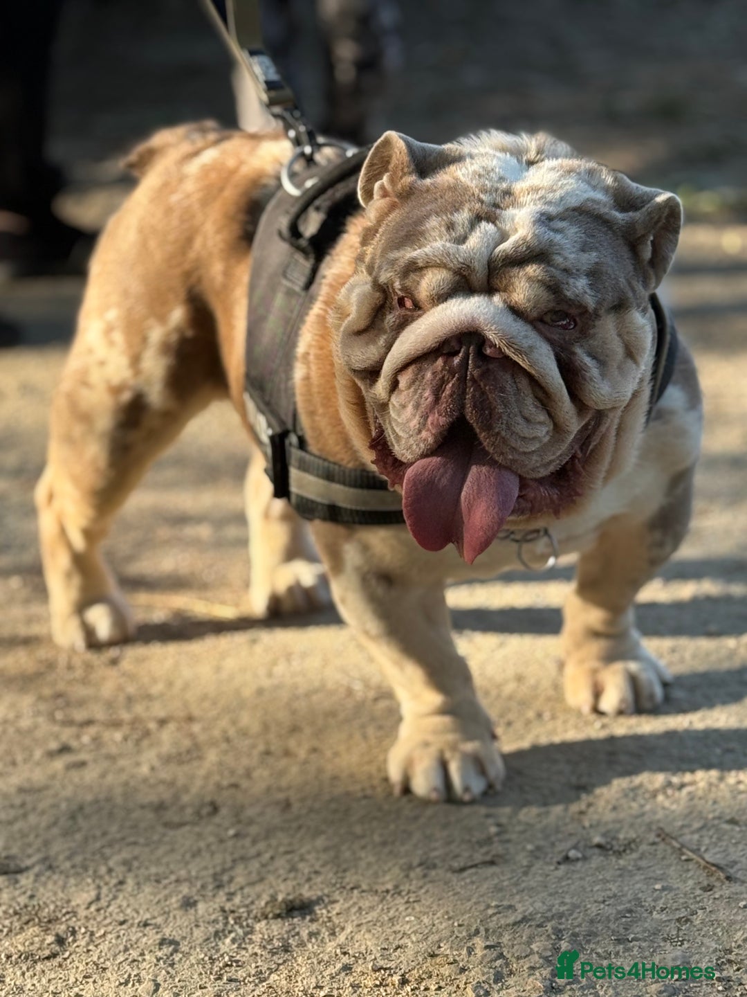 English Bulldog dogs for stud: Grizzly ready to stud  - Image 6