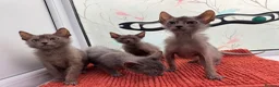 Lykoi cats for sale: Unique Lykoi kittens  - Advert 4