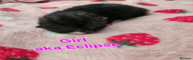 Mixed Breed 4