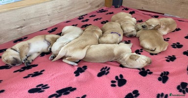 Golden Retriever dogs - Advert 4