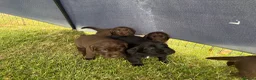 Springador dogs for sale: 8 Springador Puppies - Advert 2