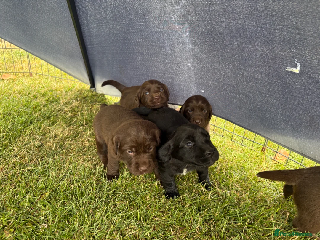 Springador dogs for sale: 8 Springador Puppies - Advert 2