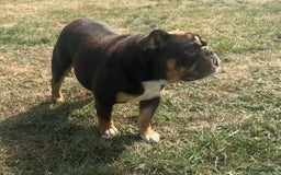 English Bulldog dogs for sale: Chocolate Tri female English bulldog  - Image 7