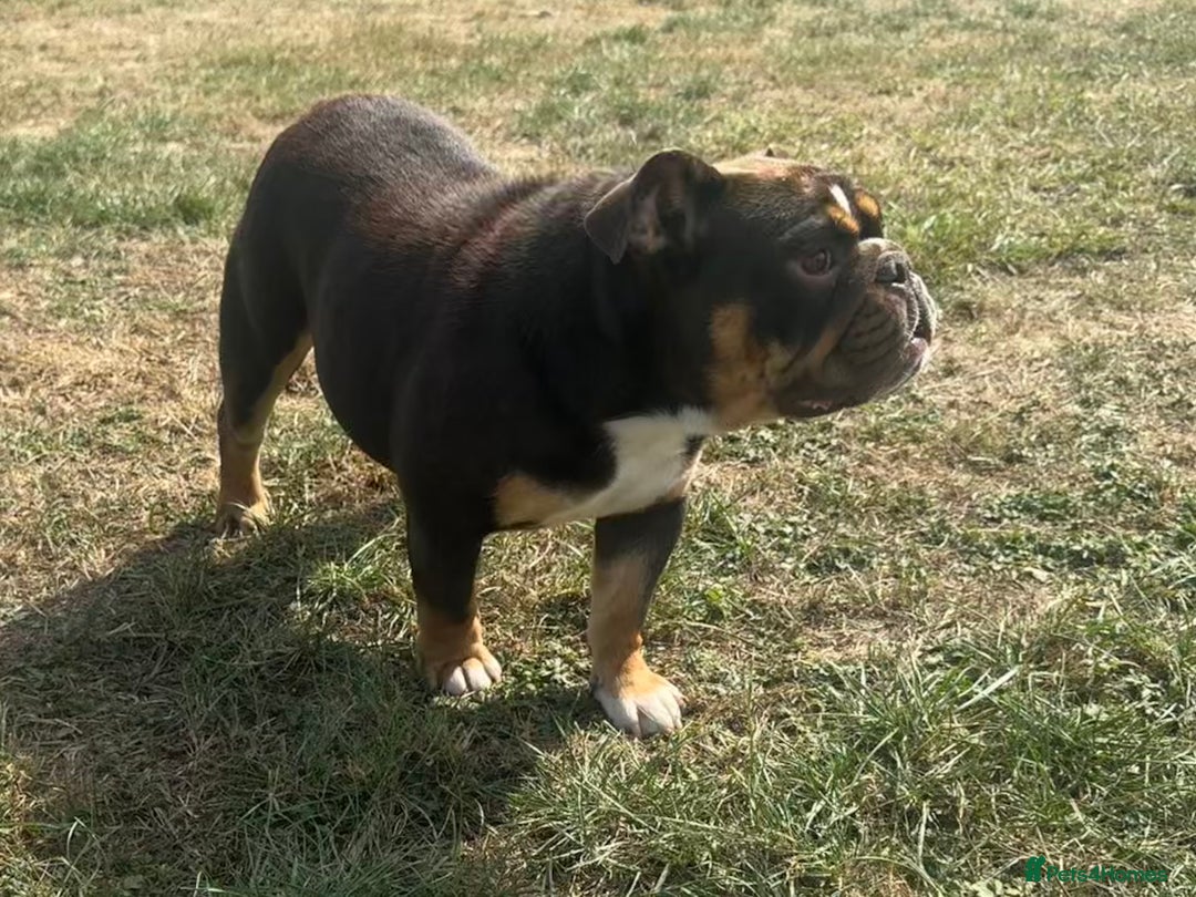 English Bulldog dogs for sale: Chocolate Tri female English bulldog  - Image 7