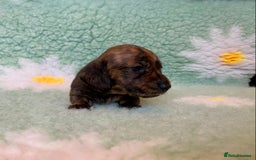 Miniature Dachshund dogs for sale: Miniature smooth hair dachshund puppies  - Advert 4